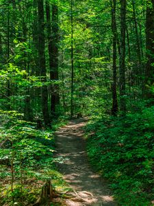 Preview wallpaper trail, trees, forest, nature