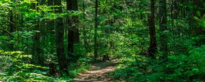 Preview wallpaper trail, trees, forest, nature
