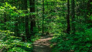 Preview wallpaper trail, trees, forest, nature