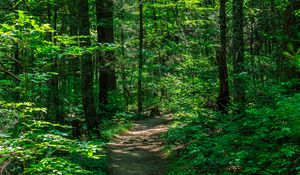 Preview wallpaper trail, trees, forest, nature