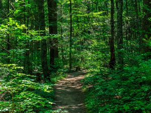 Preview wallpaper trail, trees, forest, nature
