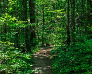 Preview wallpaper trail, trees, forest, nature