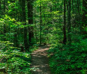 Preview wallpaper trail, trees, forest, nature