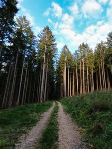 Preview wallpaper trail, trees, forest, trunks, nature
