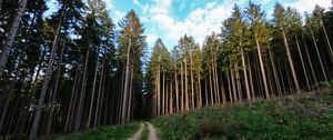 Preview wallpaper trail, trees, forest, trunks, nature
