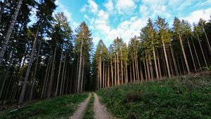 Preview wallpaper trail, trees, forest, trunks, nature