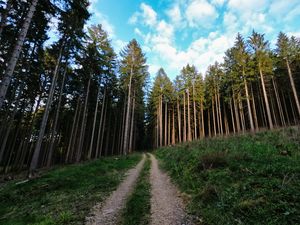 Preview wallpaper trail, trees, forest, trunks, nature