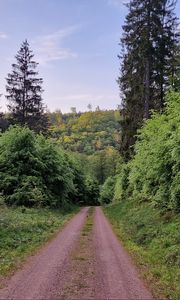 Preview wallpaper trail, trees, forest, grass, landscape