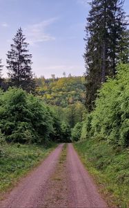 Preview wallpaper trail, trees, forest, grass, landscape