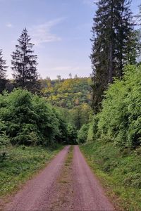 Preview wallpaper trail, trees, forest, grass, landscape