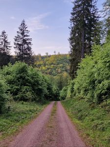 Preview wallpaper trail, trees, forest, grass, landscape