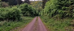 Preview wallpaper trail, trees, forest, grass, landscape