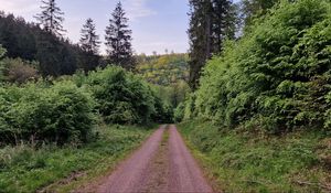 Preview wallpaper trail, trees, forest, grass, landscape