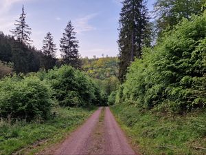 Preview wallpaper trail, trees, forest, grass, landscape