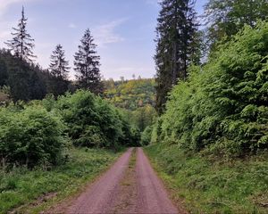 Preview wallpaper trail, trees, forest, grass, landscape