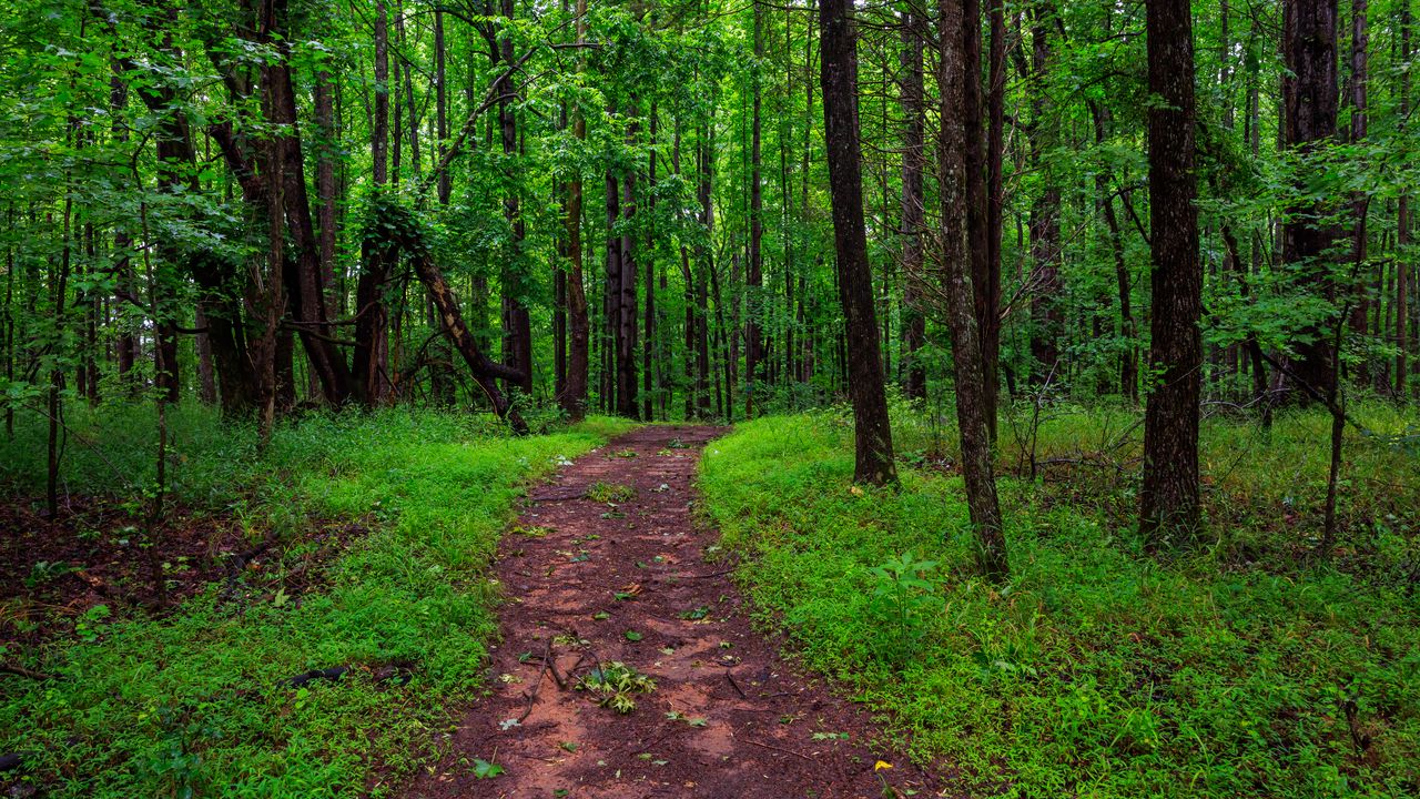 Wallpaper trail, trees, forest, grass, nature