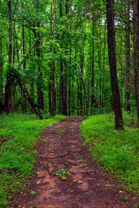 Preview wallpaper trail, trees, forest, grass, nature