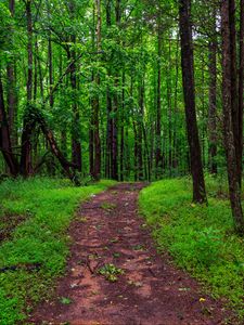 Preview wallpaper trail, trees, forest, grass, nature