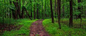 Preview wallpaper trail, trees, forest, grass, nature