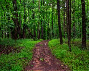 Preview wallpaper trail, trees, forest, grass, nature