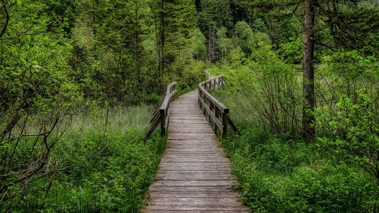 Wallpaper trail, trees, forest, landscape, nature