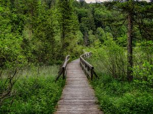 Preview wallpaper trail, trees, forest, landscape, nature