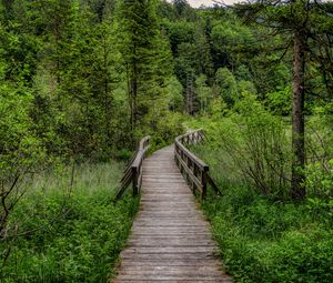 Preview wallpaper trail, trees, forest, landscape, nature