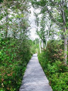 Preview wallpaper trail, trees, grass, nature