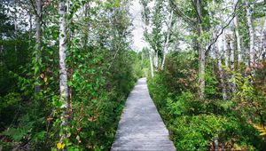 Preview wallpaper trail, trees, grass, nature