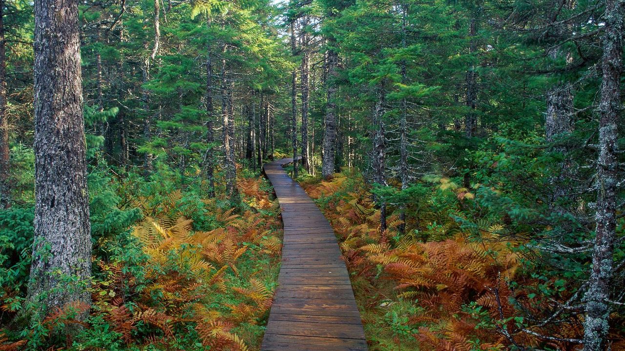 Wallpaper trail, trees, grass