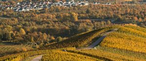 Preview wallpaper trail, trees, houses, slope