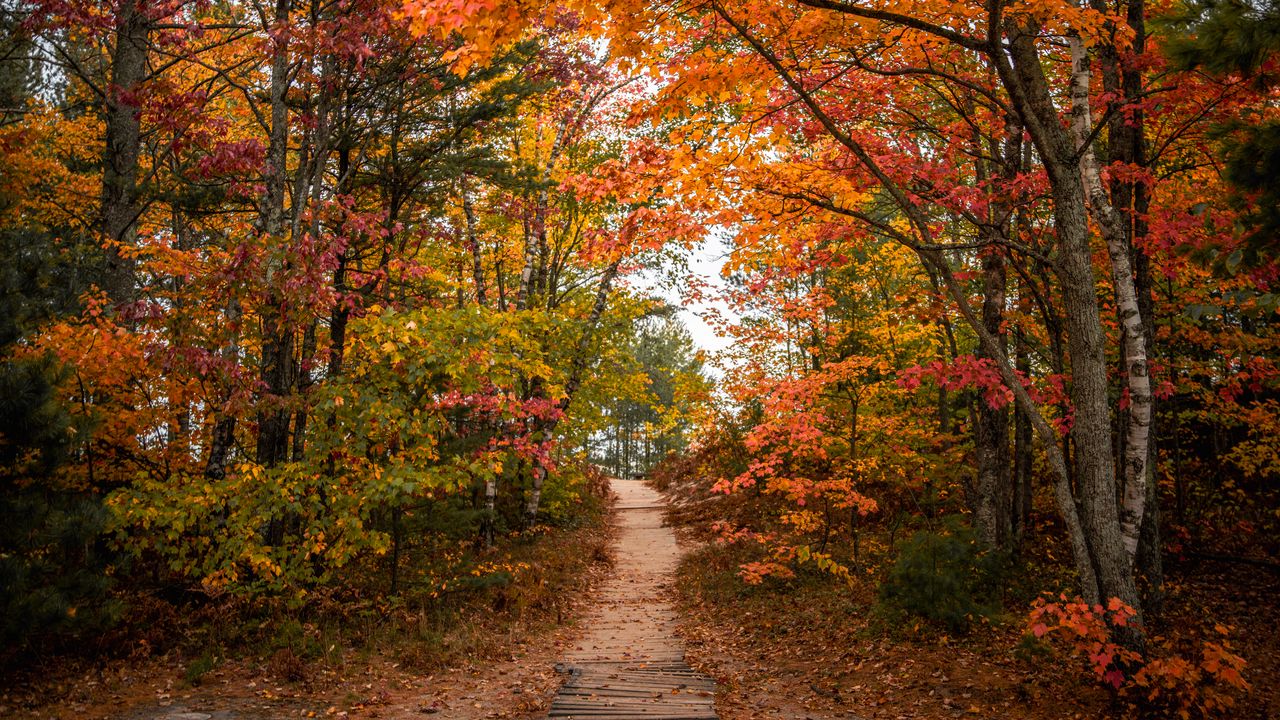 Wallpaper trail, trees, leaves, autumn, forest, nature
