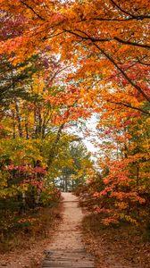 Preview wallpaper trail, trees, leaves, autumn, forest, nature