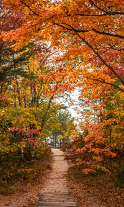 Preview wallpaper trail, trees, leaves, autumn, forest, nature