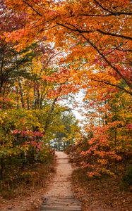 Preview wallpaper trail, trees, leaves, autumn, forest, nature
