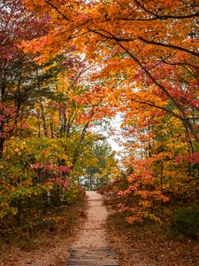 Preview wallpaper trail, trees, leaves, autumn, forest, nature