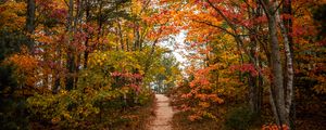 Preview wallpaper trail, trees, leaves, autumn, forest, nature