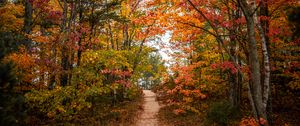 Preview wallpaper trail, trees, leaves, autumn, forest, nature