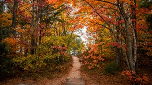 Preview wallpaper trail, trees, leaves, autumn, forest, nature