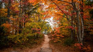 Preview wallpaper trail, trees, leaves, autumn, forest, nature