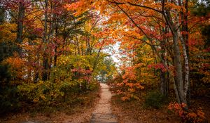 Preview wallpaper trail, trees, leaves, autumn, forest, nature