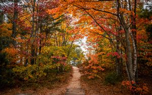 Preview wallpaper trail, trees, leaves, autumn, forest, nature