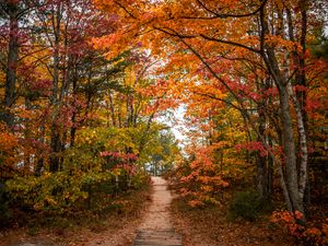 Preview wallpaper trail, trees, leaves, autumn, forest, nature
