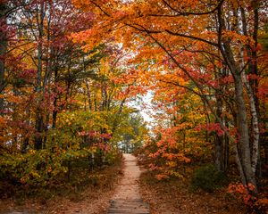 Preview wallpaper trail, trees, leaves, autumn, forest, nature