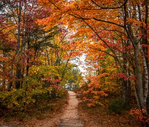 Preview wallpaper trail, trees, leaves, autumn, forest, nature