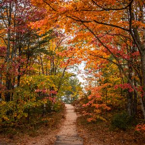 Preview wallpaper trail, trees, leaves, autumn, forest, nature