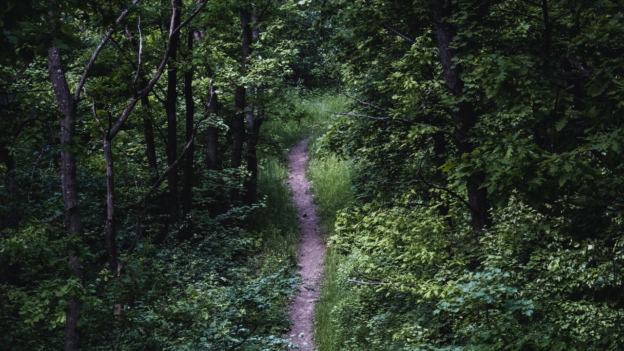 Wallpaper trail, trees, leaves, bushes, nature