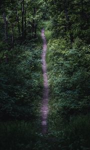 Preview wallpaper trail, trees, leaves, bushes, nature