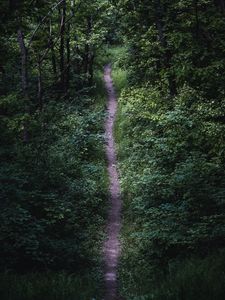 Preview wallpaper trail, trees, leaves, bushes, nature