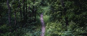 Preview wallpaper trail, trees, leaves, bushes, nature